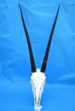 Gemsbok, Oryx Skulls and Horns 32 to 37 inches  <font color=red> Wholesale</font>,- $159.99; 3 or More @ $145.00 each