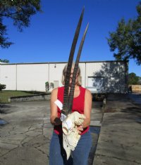 Gemsbok, Oryx Skulls and Horns 32 to 37 inches  <font color=red> Wholesale</font>,- $159.99; 3 or More @ $145.00 each