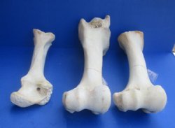 17 to 21 inches Authentic African Giraffe Femur Leg Bones <font color=red> Wholesale</font> -2 @ $55.00 each;