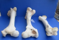 17 to 21 inches African Giraffe Humerus Bones <font color=red> Wholesale</font> - 4 @ $50.00 each
