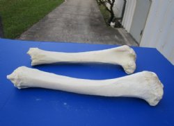 21 to 26 inches Real African Giraffe Tibia Leg Bones for Sale <font color=red> Wholesale</font> - Pack of 2 @ $70.00 each; Case of 3 @ $63.00 each