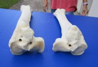 21 to 26 inches Real African Giraffe Tibia Leg Bones for Sale <font color=red> Wholesale</font> - Pack of 2 @ $70.00 each; Case of 3 @ $63.00 each