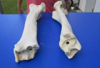 21 to 26 inches Real African Giraffe Tibia Leg Bones for Sale <font color=red> Wholesale</font> - Pack of 2 @ $70.00 each; Case of 3 @ $63.00 each