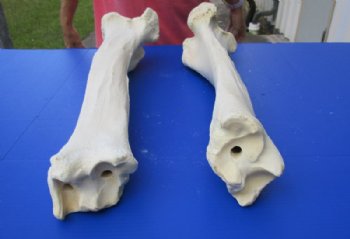 21 to 26 inches Authentic Giraffe Tibia Bone - $89.99