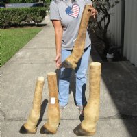 20 to 24 inches tall Mounted Giraffe Foot with Hoof <font color=red> Wholesale</font> - 2 @ $85.00 each; 4 @ $75 each