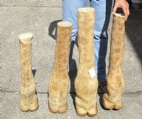 20 to 24 inches tall Mounted Giraffe Foot with Hoof <font color=red> Wholesale</font> - 2 @ $85.00 each; 4 @ $75 each