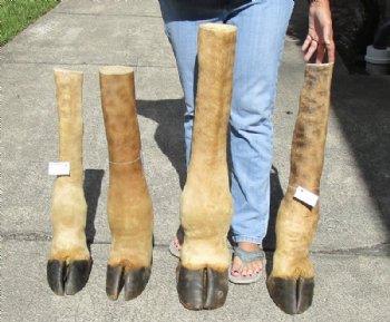 20 to 24 inches tall Mounted Giraffe Foot with Hoof <font color=red> Wholesale</font> - 2 @ $85.00 each; 4 @ $75 each