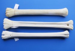 20 to 22 inches African Giraffe Leg Bones <font color=red> Wholesale</font> - $99.99 each