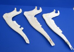 Giraffe Lower Jaw Bones <font color=red> Wholesale</font> 15 to 18 inches long - 2 @ $45 each; 3 @ $40 each