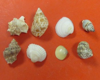 Small Assorted Seashells for Crafts from India in Bulk Case of 8 Gallon for $10.80 a gallon