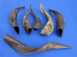 Goat Horns, Natural and Polished