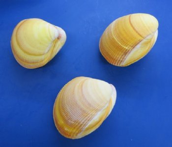 4 to 5 inches Pairs of Yellow Giant Pacific Cockle Shells - 6 pairs @  $2.80 a pair