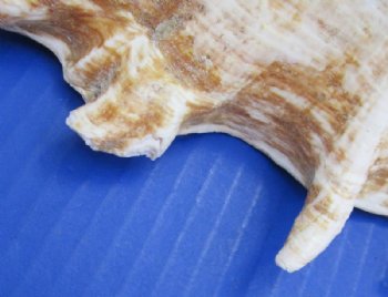  Extra Large Giant Spider Conch Shells 13 inches <font color=red> Wholesale</font> 8 @ $11.70 each