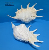  Extra Large Giant Spider Conch Shells 13 inches <font color=red> Wholesale</font> 8 @ $11.70 each