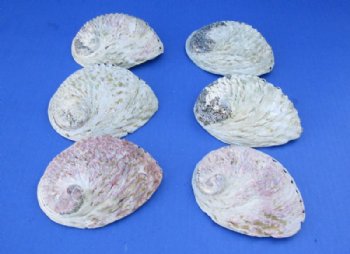 4 to 5 inches South African Abalone Shells for Smudging- 12 @ $4.80 each