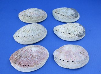 4 to 5 inches South African Abalone Shells for Smudging- 12 @ $4.80 each