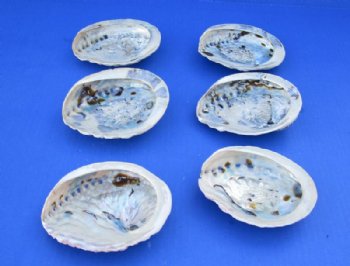 4 to 5 inches South African Abalone Shells for Smudging- 12 @ $4.80 each