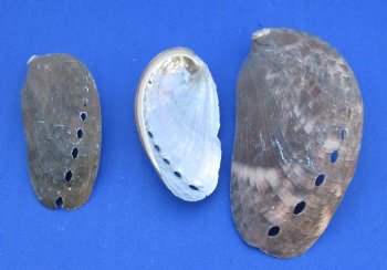 Green Donkey Ear Abalone Shells <font color=red> Wholesale</font> 1 to 3-1/2 inches long - Case: 15 kilos (33 pounds) @ $9.50 a kilo