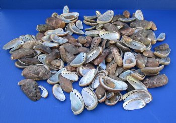 Green Donkey Ear Abalone Shells <font color=red> Wholesale</font> 1 to 3-1/2 inches long - Case: 15 kilos (33 pounds) @ $9.50 a kilo