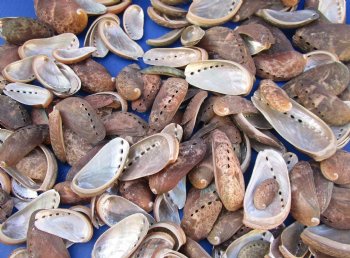 Green Donkey Ear Abalone Shells <font color=red> Wholesale</font> 1 to 3-1/2 inches long - Case: 15 kilos (33 pounds) @ $9.50 a kilo