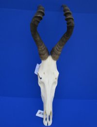 Red Hartebeest Skull and Horns <font color=red> Wholesale</font> - 2 @ $85 each; 3 @ $77 each