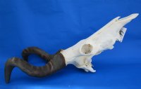 Red Hartebeest Skull and Horns <font color=red> Wholesale</font> - 2 @ $85 each; 3 @ $77 each