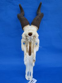 Red Hartebeest Skull and Horns <font color=red> Wholesale</font> - 2 @ $85 each; 3 @ $77 each