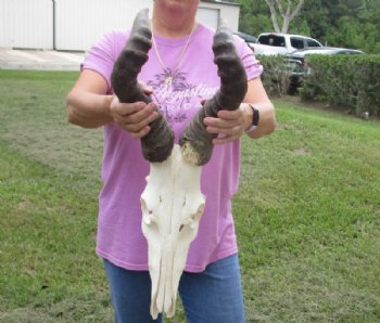 Red Hartebeest Skull and Horns Grade B With Damaged <font color=red> Wholesale</font> - 2 @ $70 each