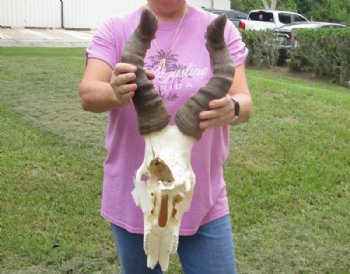 Red Hartebeest Skull and Horns Grade B With Damaged <font color=red> Wholesale</font> - 2 @ $70 each