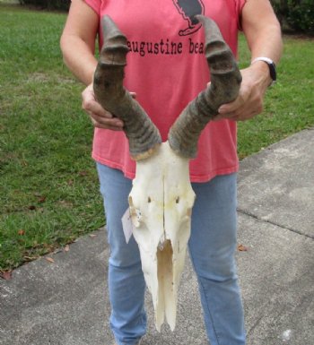 Red Hartebeest Skull and Horns Grade B With Damaged <font color=red> Wholesale</font> - 2 @ $70 each