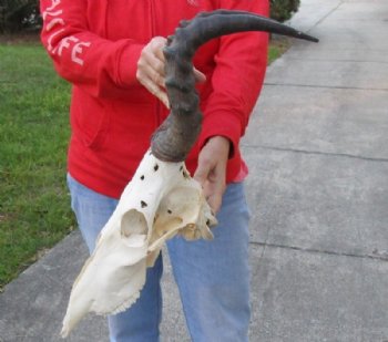 Red Hartebeest Skull and Horns Grade B With Damaged <font color=red> Wholesale</font> - 2 @ $70 each