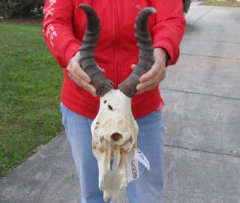 Red Hartebeest Skull and Horns Grade B With Damaged <font color=red> Wholesale</font> - 2 @ $70 each