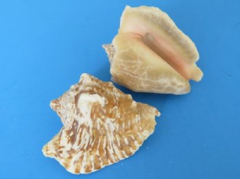 3.5 pound bag Small Hawk-wing Conch Shells Bulk 2 to 3 inches - $15.30 a bag;