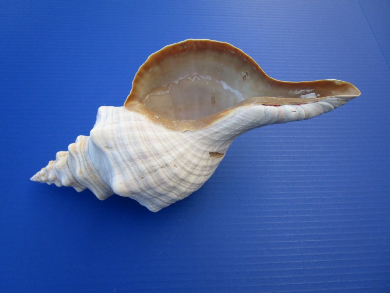 12 inches long Large Wholesale Horse Conch Shells for Sale,