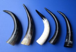 Wholesale Polished Springbok Horn Key Chains Bulk