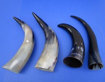 15-1/2 to 19-7/8 inches Polished Cow Horns for Sale - $17.99 each; 2 @ $15.99 each;