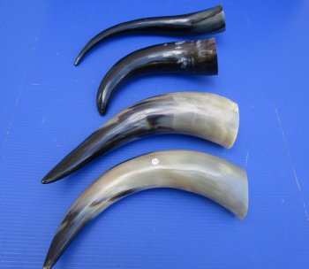 15-1/2 to 19-7/8 inches Polished Cow Horns for Sale - $17.99 each; 2 @ $15.99 each;