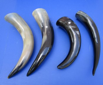 15-1/2 to 19-7/8 inches Polished Cattle Cows, Cow Horns <font color=red> Wholesale </font> - 10 @ $10.00 each