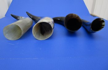 15-1/2 to 19-7/8 inches Polished Cow Horns for Sale - $17.99 each; 2 @ $15.99 each;