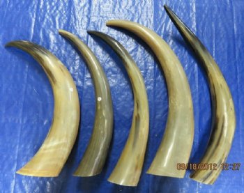 21 to 28 inches Tan Polished Cow Horn, Cattle Horns - $27.99 each;  2 @ $22.50 each