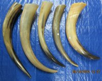 21 to 28 inches Tan Polished Cow Horn, Cattle Horns - $27.99 each;  2 @ $22.50 each