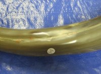 21 to 28 inches Tan Polished Cow Horn, Cattle Horns - $27.99 each;  2 @ $22.50 each