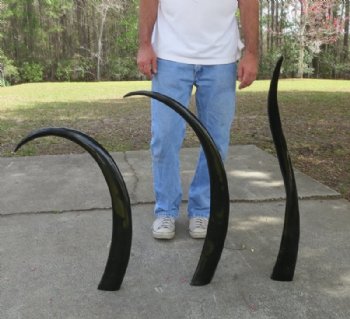 39 to 45 inches Long Black Polished Water Buffalo Horns <font color=red> Wholesale</font> - 4 @ $29.20 each