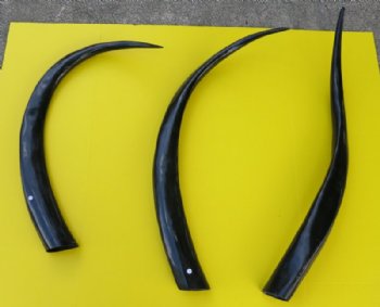 39 to 45 inches Long Black Polished Water Buffalo Horns <font color=red> Wholesale</font> - 4 @ $29.20 each