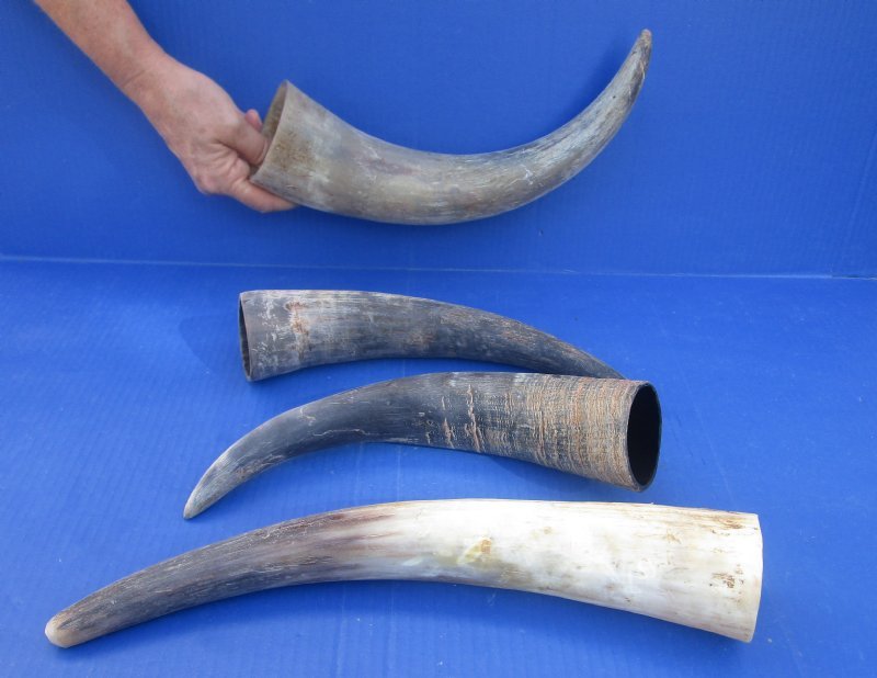 13 to 15 inches Natural Raw Water Buffalo Horns for Crafts and Decorating,