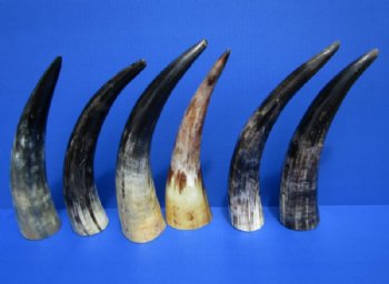 9 to 12 inches Raw Sanded Cow Horns, lightly polished, with a Raw Hand Scraped Look <font color=red>Wholesale</font> , - 30 @ $3.75 each