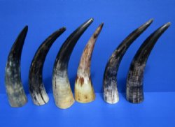 9 to 12 inches Raw Sanded Cow Horns, lightly polished, with a Raw Hand Scraped Look <font color=red>Wholesale</font> , - 30 @ $3.75 each