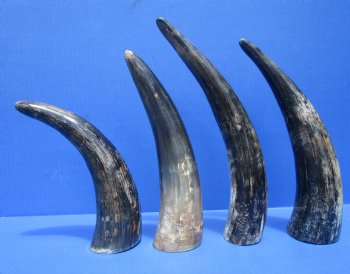 9 to 12 inches Raw Sanded Cow Horns, lightly polished, with a Raw Hand Scraped Look <font color=red>Wholesale</font> , - 30 @ $3.75 each