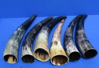 9 to 12 inches Raw Sanded Cow Horns, lightly polished, with a Raw Hand Scraped Look <font color=red>Wholesale</font> , - 30 @ $3.75 each