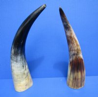 9 to 12 inches Raw Sanded Cow Horns, lightly polished, with a Raw Hand Scraped Look <font color=red>Wholesale</font> , - 30 @ $3.75 each